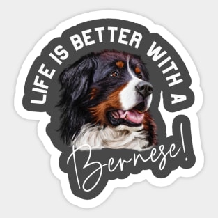 Bernese Mountain Dog Sticker